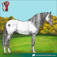 Horse Color:Liver Chestnut Appaloosa