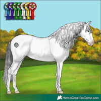 Horse Color:Liver Chestnut Appaloosa 