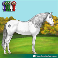 Horse Color:Liver Chestnut Appaloosa 