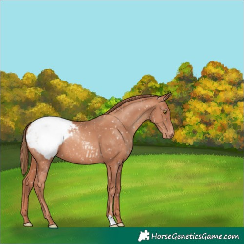 Horse Color:Gold Champagne Snowcap 