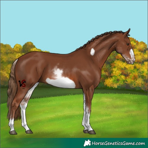 Horse Color:White Spotted Chestnut Frame 