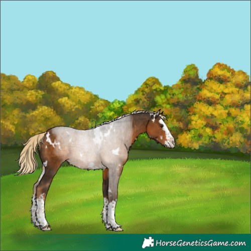 Horse Color:White Spotted Chocolate Palomino Splash Appaloosa 