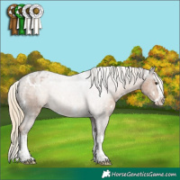Horse Color:White Spotted Chocolate Palomino Splash Appaloosa 