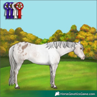 Horse Color:White Spotted Liver Red Dun Mushroom Appaloosa