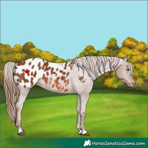 Horse Color:Chestnut Appaloosa 