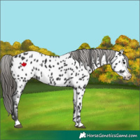 Horse Color:Black Near Leopard 