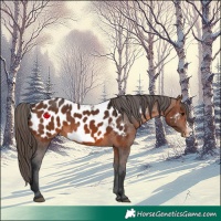 Horse Color:Brown Frame Near Leopard 