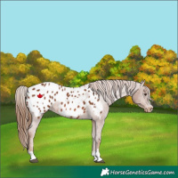 Horse Color:Chestnut Appaloosa 