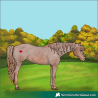 Horse Color:Chestnut Appaloosa