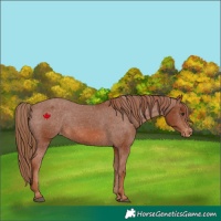 Horse Color:Chestnut Appaloosa 