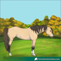 Horse Color:Buckskin 