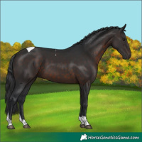 Horse Color:Brown Tobiano