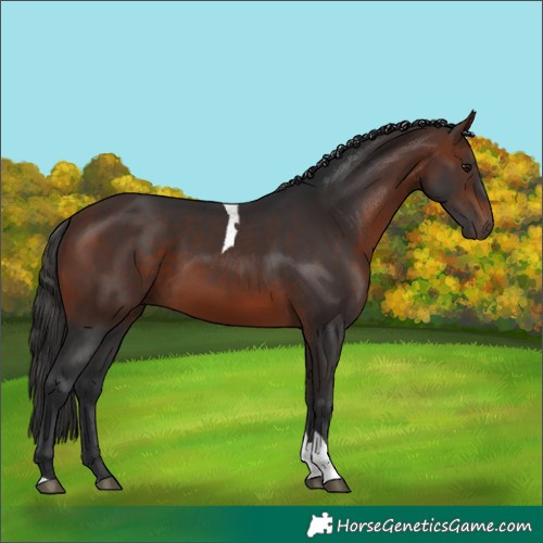 Horse Color:Bay Tobiano 