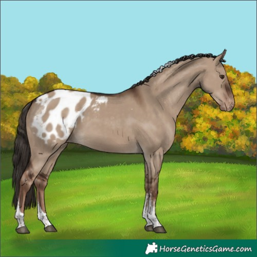 Horse Color:Liver Red Dun Sabino Tobiano Appaloosa 