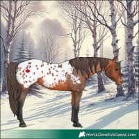 Horse Color:Bay Appaloosa 