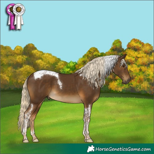 Horse Color:Chocolate Palomino Tobiano 