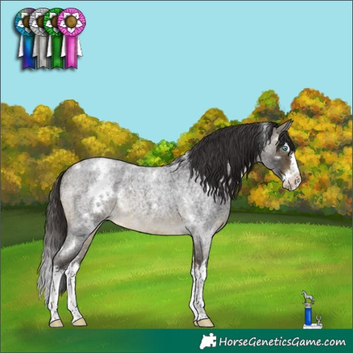Horse Color:White Spotted Buckskin Roan Splash Rabicano 