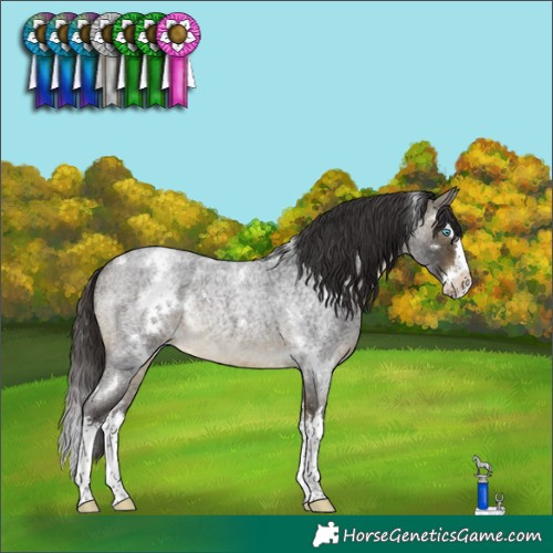 Horse Color:White Spotted Buckskin Roan Splash Rabicano 