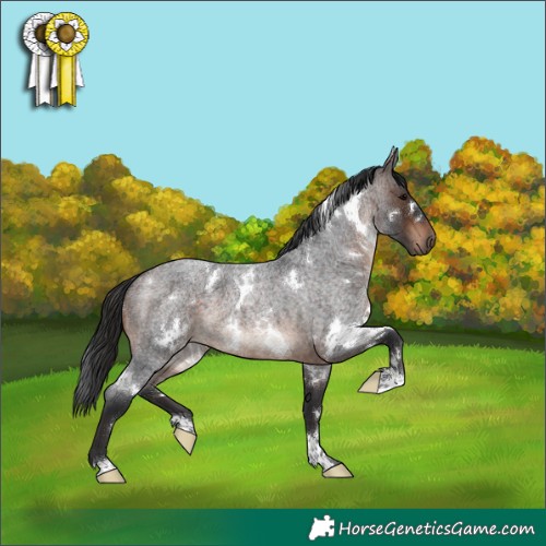 Horse Color:White Spotted Brown Roan 