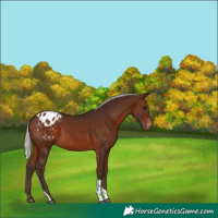 Horse Color:Silver Brown Tobiano Appaloosa