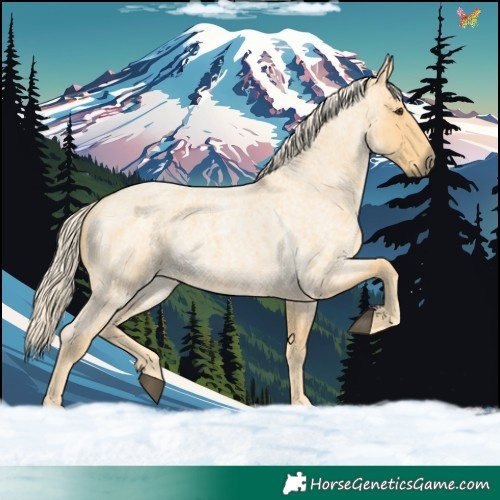 Horse Color:Palomino Roan 