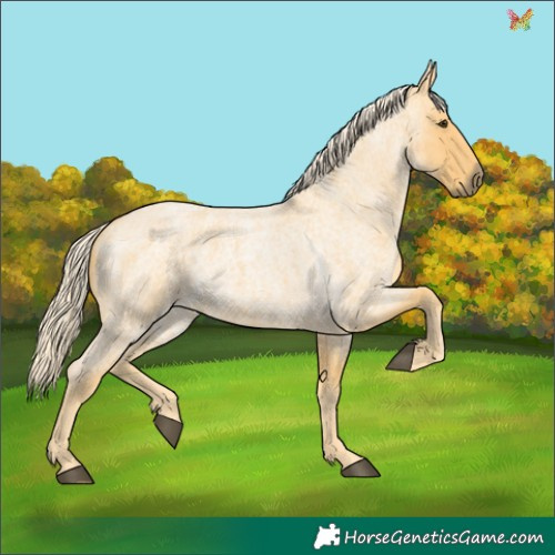 Horse Color:Palomino Roan 