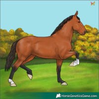 Horse Color:Bay 