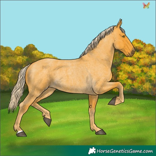 Horse Color:Palomino Roan 