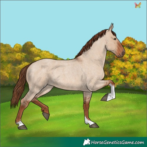 Horse Color:Red Dun Roan Tobiano