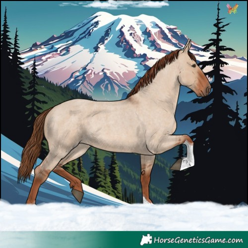 Horse Color:Red Dun Roan Tobiano 