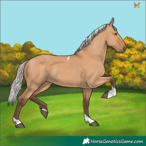 Horse Color:Silver Bay Dun Tobiano