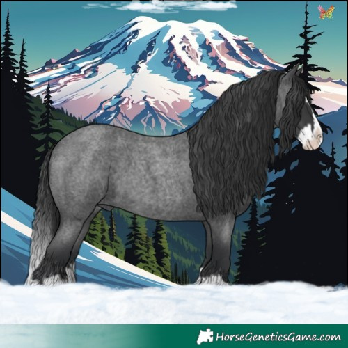 Horse Color:Blue Roan Splash 