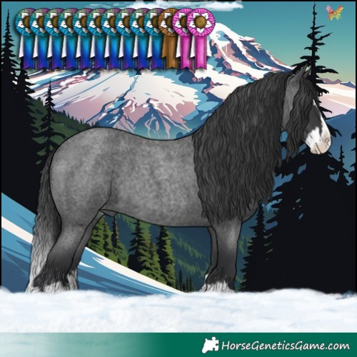 Horse Color:Blue Roan Splash 
