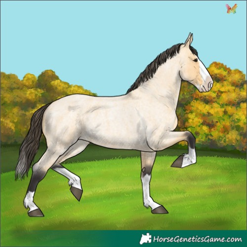 Horse Color:Buckskin Roan Splash