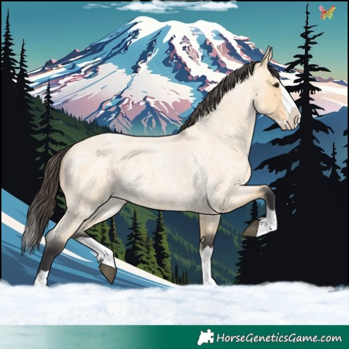 Horse Color:Buckskin Roan Splash 