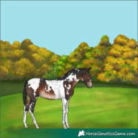 Horse Color:White Spotted Brown Tobiano 
