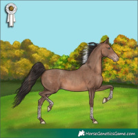 Horse Color:Sable Champagne Tobiano