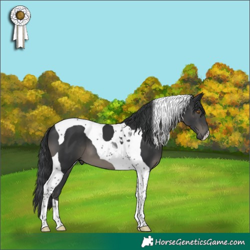 Horse Color:Black Tobiano 
