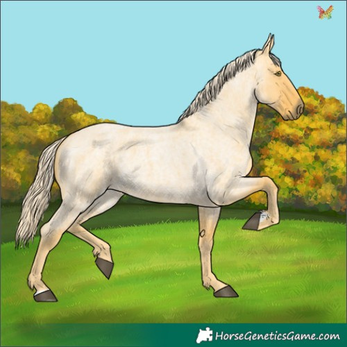 Horse Color:Palomino Roan Dun 
