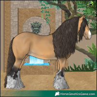 Horse Color:White Spotted Buckskin