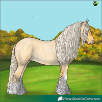 Horse Color:White Spotted Palomino Roan 