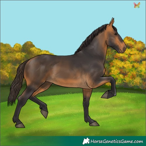 Horse Color:Buckskin 