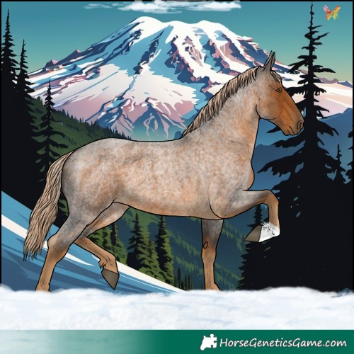 Horse Color:Chocolate Palomino Roan