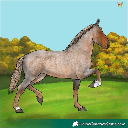 Horse Color:Chocolate Palomino Roan