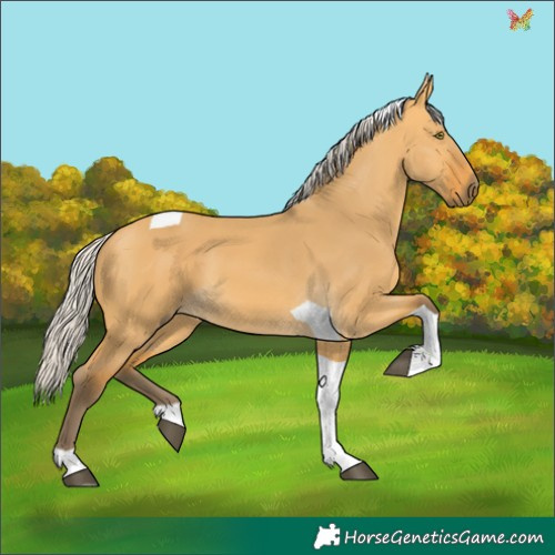 Horse Color:Silver Buckskin Dun Tobiano