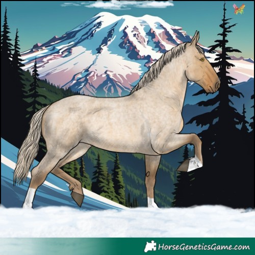 Horse Color:Chocolate Palomino Roan Dun Tobiano 