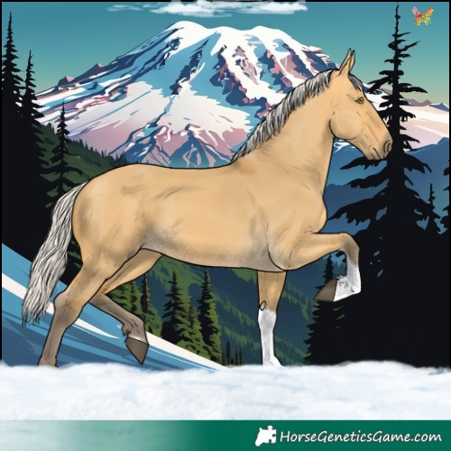 Horse Color:Silver Buckskin Dun Tobiano 