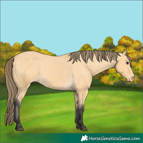 Horse Color:Buckskin Appaloosa 