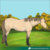 Horse Color:Buckskin Appaloosa 