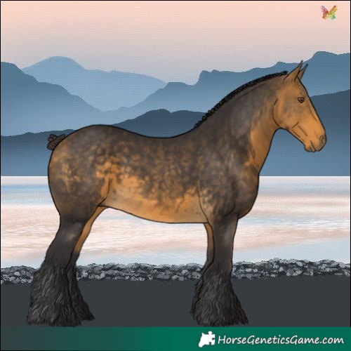 Horse Color:Buckskin Rabicano 